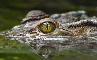 Крупным Планом Портрет Крокодила Лежащего На Большой Скале У Реки Глаза  Закрыты И Выглядят Как Улыбка — стоковые фотографии и другие картинки  Крокодил - iStock