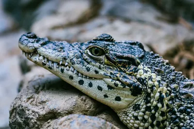 Глаза крокодила с ресницами кальмара…» — создано в Шедевруме