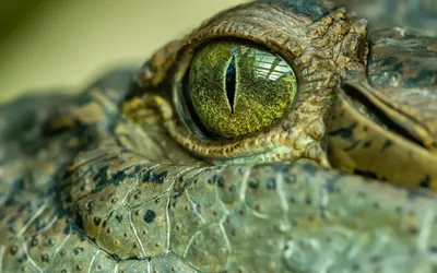 Сафари-Парк Геленджик - А вы заметили, что у крокодила глаз похож на  кошачий? А ещё у нашего Дениски очаровательная улыбка 🐊😁 #крокодил  #нильскийкрокодил #Сафарипаркгеленджик #сафарипарк #зоопаркгеленджик  #канатнаядорогагеленджик | Facebook