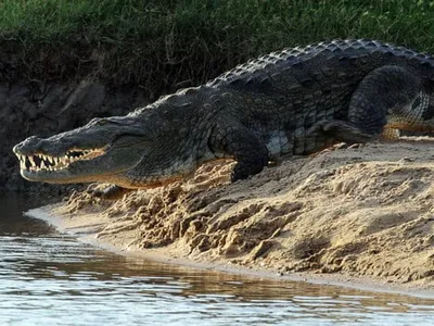 Крокодил Открытой Челюстью Профиль Крокодила Пруду Зеленой Водой Открой Рот  стоковое фото ©anusorn 231287854