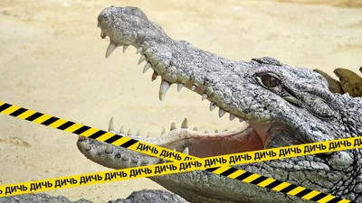 Молодой крупный план глаза крокодила отдыхая в воде в парке крокодила,  Уганде Стоковое Изображение - изображение насчитывающей вышесказанного,  природа: 127438429