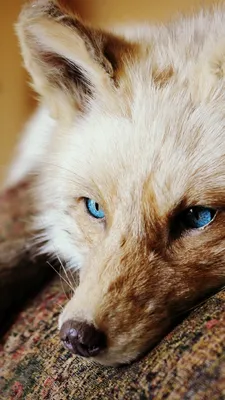 Взгляд лисы - красивые фото