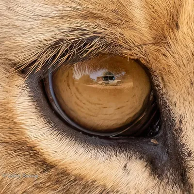 Глаза льва фото фото