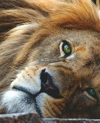 Полный конец структуры по африканским мужским глаза льва на Южную Африку  Стоковое Изображение - изображение насчитывающей свирепо, глаза: 34818365