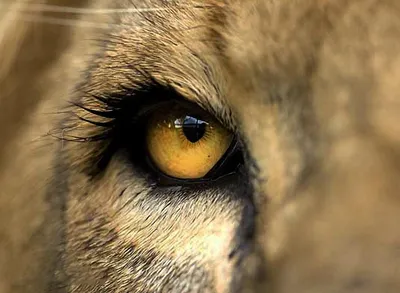 Глаза портрета berber льва стоковое изображение. изображение насчитывающей  ангстрома - 196491217