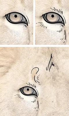 лев с большими опухшими глазами, лицо льва самца, полное шрамов, Hd  фотография фото фон картинки и Фото для бесплатной загрузки