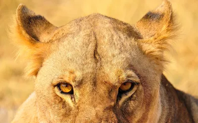 Африканский лев, портрет, очень …» — создано в Шедевруме