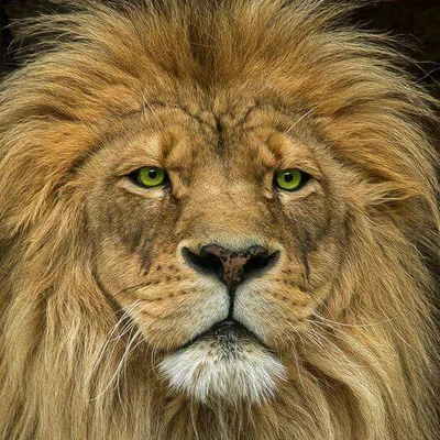 Глаза Льва — стоковые фотографии и другие картинки Африка - Африка, Африка  к югу от Сахары, Без людей - iStock