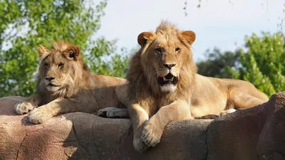 Смелая собака на глазах у львицы опозорила ее льва в сафари-парке – видео