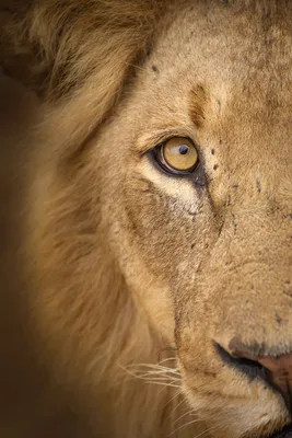 Глаз льва стоковое изображение. изображение насчитывающей шерсть - 50598105