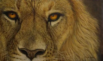 Глаза льва стоковое изображение. изображение насчитывающей львев - 52069805