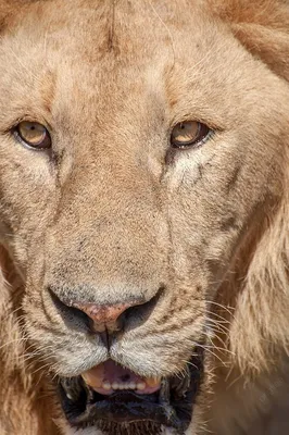 Какого цвета глаза у льва, как быстро он бегает и другие интересные факты о  царе зверей | ПЯТЫЙ ЭЛЕМЕНТ | Дзен