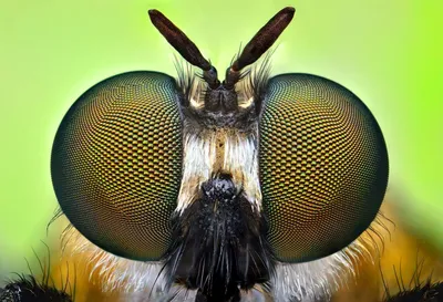Глаз мухи в электронном микроскопе | Пикабу