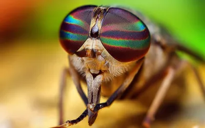 Сколько кадров в секунду видит муха и сколько у неё глаз? | Иван Смирнов |  Дзен