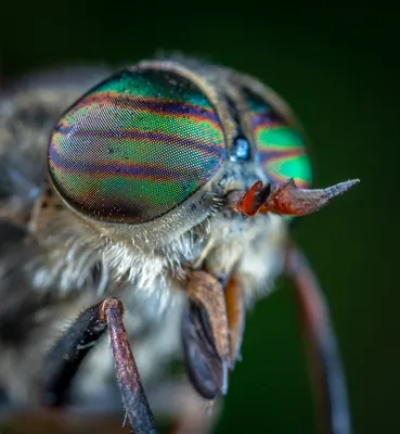 Так выглядит глаз мухи под электронным микроскопом | Пикабу