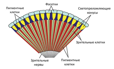 Серые мясные мухи — Википедия