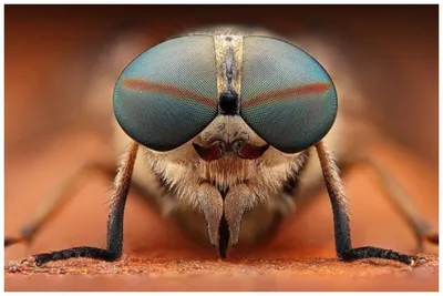 Заглянем насекомому в глаза через объектив микроскопа. Насекомые под  микроскопом: комар, муха, муравей и др. - информационная статья от  интернет-магазина оптики Veber