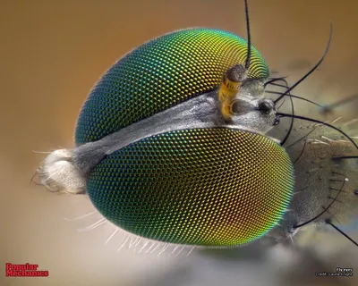 Глаз насекомого - 75 фото