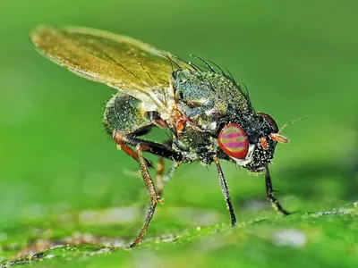 Ученые нашли идеальную приманку для мух цеце - Наука - ТАСС