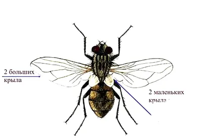 картинки : Макросъемка, Муха дома, Крупным планом, Вредитель,  Беспозвоночный, Глаз, Дикая природа, летать, фотография, организм,  Тахиниды, Крылатое насекомое с мембраной, blowflies, Векторные  иллюстрации., приспособление, Ошибка, Темнота, Членистоногие ...