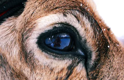 Глаз оленя стоковое изображение. изображение насчитывающей глаз - 28258599