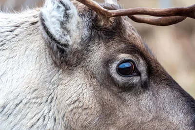 GISMETEO: «Рождественское чудо» доказано: цвет глаз оленей меняется зимой -  Животные | Новости погоды.