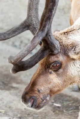 Названо животное, у которого цвет глаз изменяется в зависимости от времени  года — Ferra.ru
