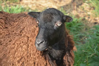 Глаза овец стоковое фото. изображение насчитывающей овцы - 88487248