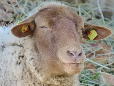 Хорошие Глаза Овца — стоковые фотографии и другие картинки Глаз животного -  Глаз животного, Горизонтальный, Животное - iStock