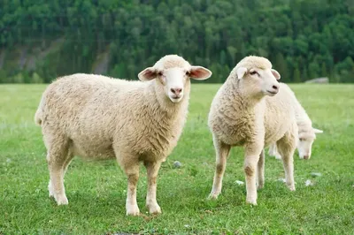 Sci-fi на пастбище: учёные вставили овцам бионические глаза — Ferra.ru
