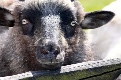 Изображения конца-вверх сторон и милых глаз овец в открытом зоопарке  Стоковое Изображение - изображение насчитывающей овцы, глаза: 153085277