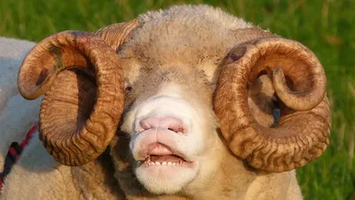 Рубрика зрение животных. Овцы | Азбука офтальмологии | Дзен
