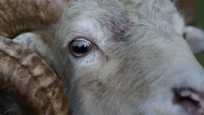 Вопросы из чатов: чем поражен глаз овцы?