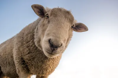 Глаз Овцы — стоковые фотографии и другие картинки Возвышенность -  Возвышенность, Всматриваться, Выражение лица - iStock