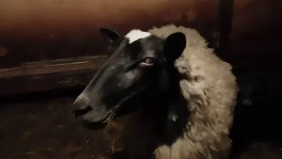 Крупный План Печальной Овцы С Удивленными Большими Глазами Портрет Овец  Черного Лица — стоковые фотографии и другие картинки Баран - iStock