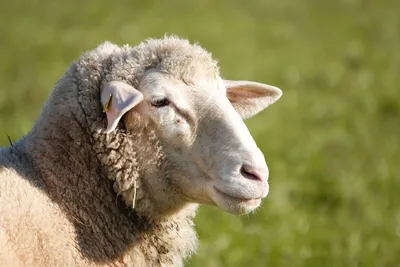 Интересные факты об овцах — in-World