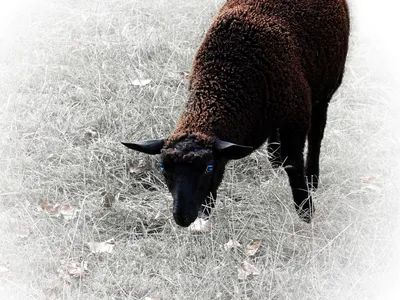 картинки : Рог, Пастбище, Выпас скота, Млекопитающее, сельское хозяйство,  шерсть, Фауна, глаза, глава, Позвоночный, овцы, мягкий, черная овца,  Крупный рогатый скот, как млекопитающее, Коровьего козла 3887x2898 - -  965401 - красивые картинки - PxHere