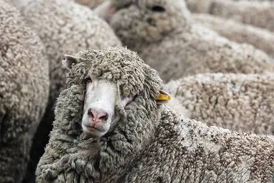 Картинки на тему #овца - в Шедевруме