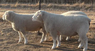 Карликовые овцы – Ovis aries var dom. Экспозиция Экспозиция \"Мелкие  копытные\". Сахалинский зооботанический парк.