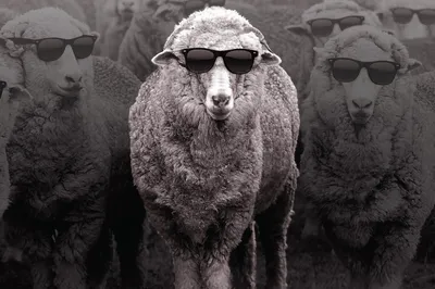 Как общаются между собой овцы: 8 интересных фактов о нравах отары |  Приключения натуралиста | Дзен
