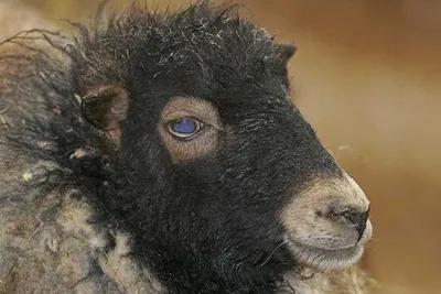 Овцы с вылезающими при сжатии глазами купить за 122 рублей оптом, недорого  - B2BTRADE