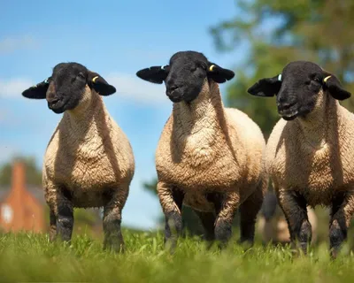 Овцы С Шерстью Над Глазами — стоковые фотографии и другие картинки Овца -  Копытное животное - Овца - Копытное животное, Тёплая шапка, Длинная шерсть  - iStock