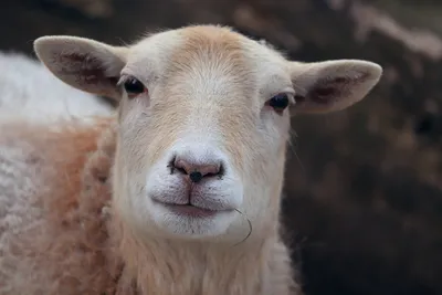 Австралийские ученые имплантировали овцам бионические глаза