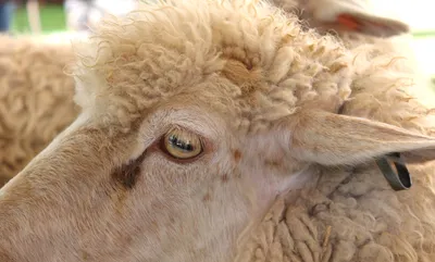 Оспа овец и коз - ГБУ КО «Боровская районная станция по борьбе с болезнями  животных»