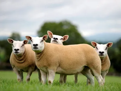 Овца – описание, фото, породы, чем кормить, выращивание и уход