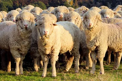 Порода овец - Хакасская баранина