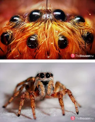 Фото и факты про удивительные глаза пауков | Паук, Изображения животных,  Животные