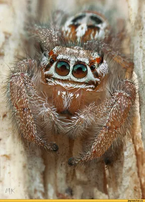 Удивительные глаза паука-скакуна | Случайность или замысел?