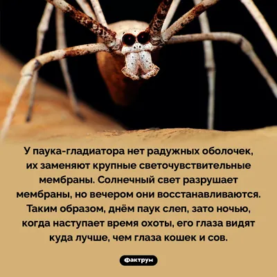 Удивительные глаза пауков: зрение пауков, фотографии, факты