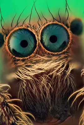 Страшные или милые? 12 макрофото пауков-скакунов с четырьмя парами… глаз -  Tchk.lv